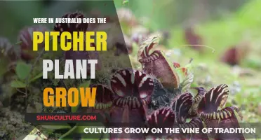 Where Pitcher Plants Thrive in Australia