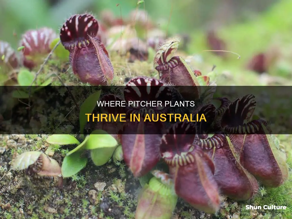were in australia does the pitcher plant grow