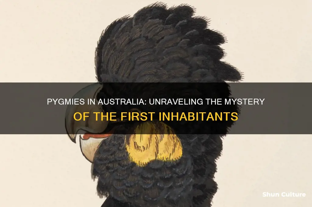 were pygmies in australia first