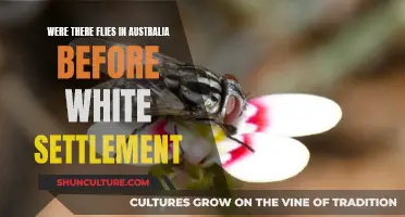 The Mystery of Flies in Australia Before Colonization