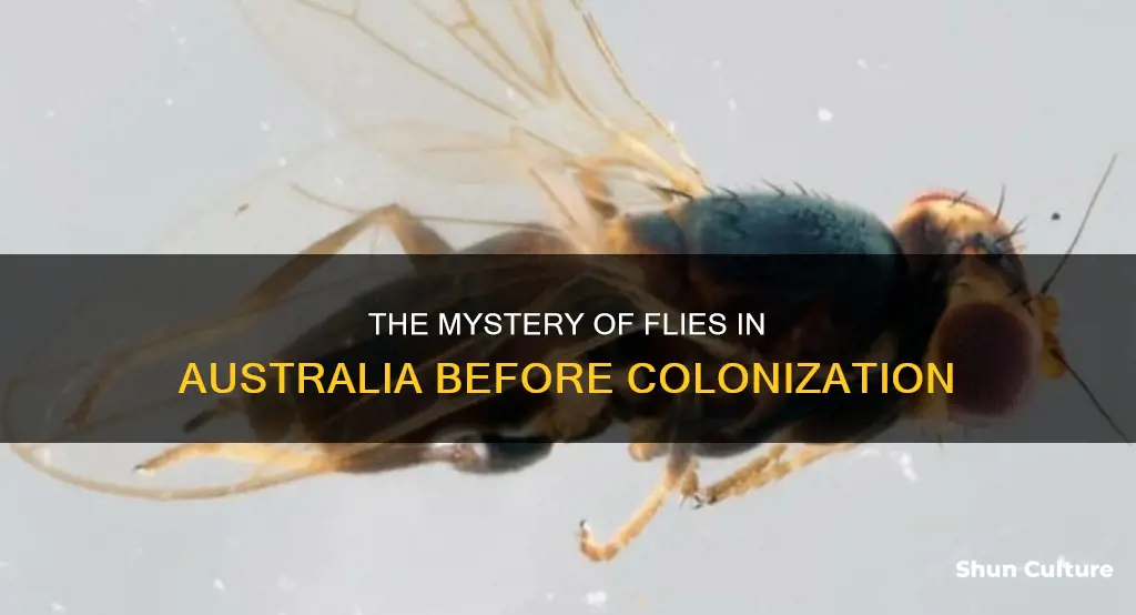 were there flies in australia before white settlement