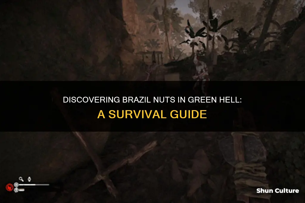 were to find brazil nut green hell