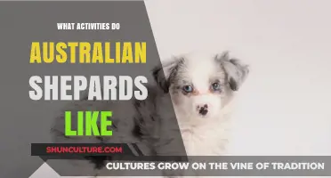 Australian Shepherds: Favorite Pastimes and Activities
