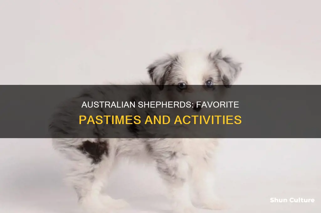 what activities do australian shepards like