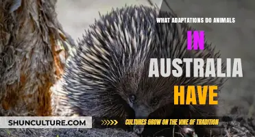 Australian Wildlife: Unique Adaptations for Survival