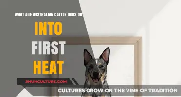 When Do Australian Cattle Dogs Experience Their First Heat Cycle?