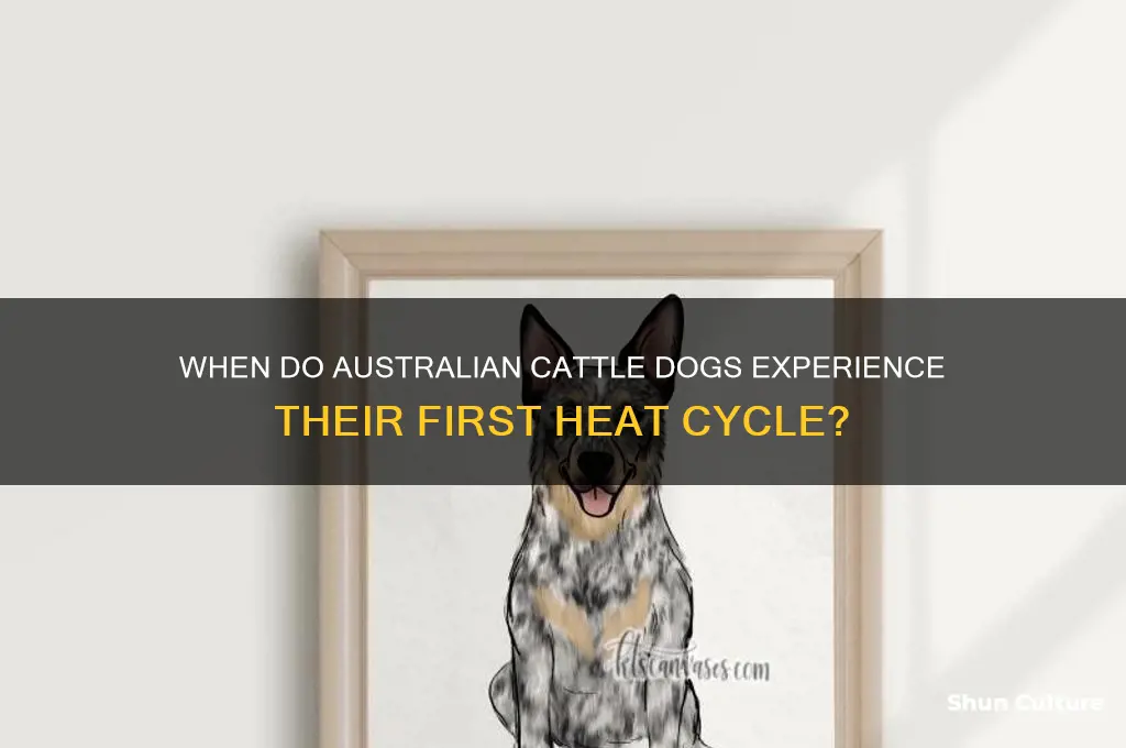 what age australian cattle dogs go into first heat
