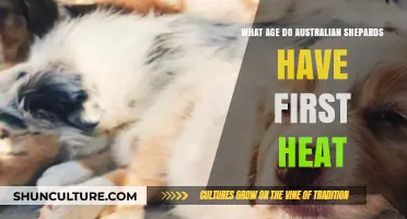 When Do Australian Shepherds Experience Their First Heat Cycle?