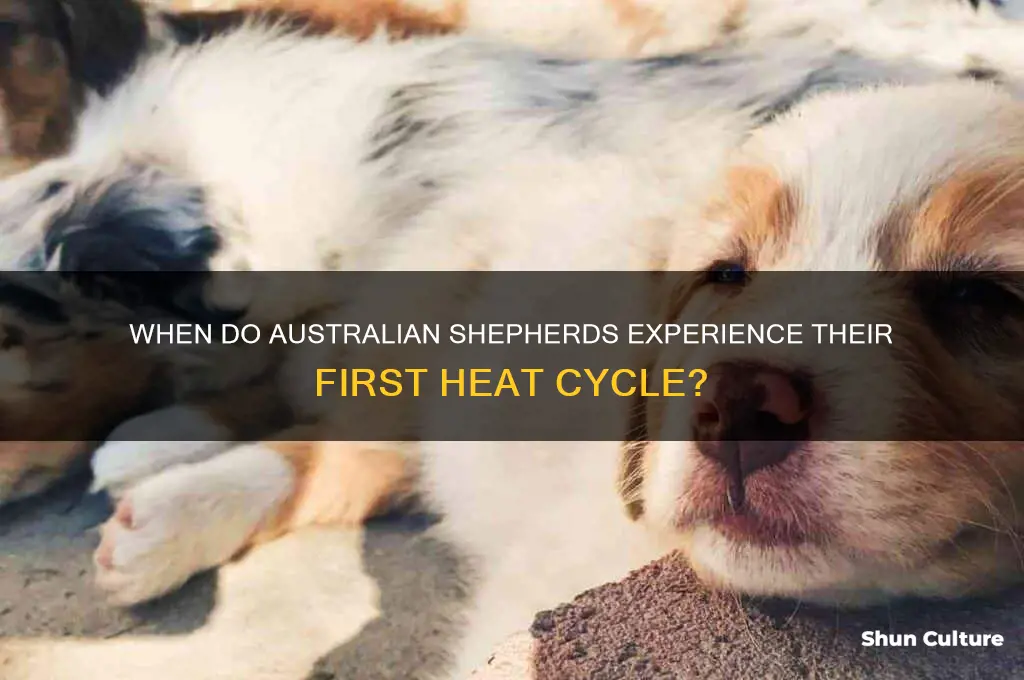 what age do australian shepards have first heat