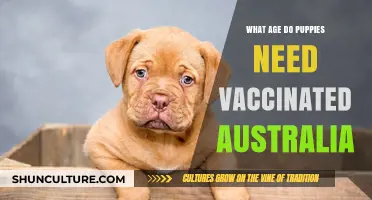 Puppy Vaccination Schedule: Essential Guide for Australian Pet Owners