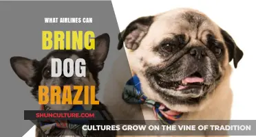 Flying with Fido: Airlines Allowing Dogs to Brazil