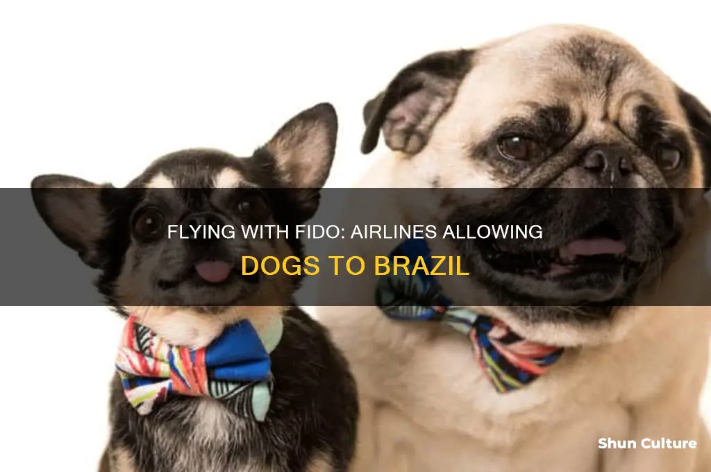 what airlines can bring dog brazil