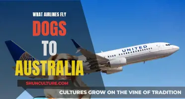 Best Airlines for Flying Dogs Safely to Australia