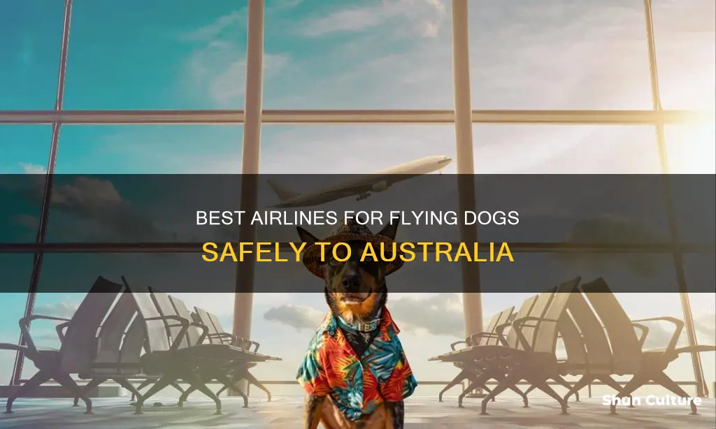 what airlines fly dogs to australia