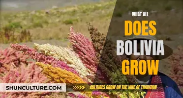 Bolivia's Agricultural Abundance: Exploring the Country's Crops