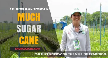 Brazil's Sugar Cane Dominance: Climate, Land, and Innovation Explained