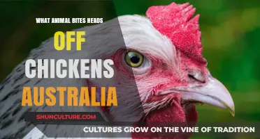 Deadly Australian Animal: Chicken Head-Biter Revealed