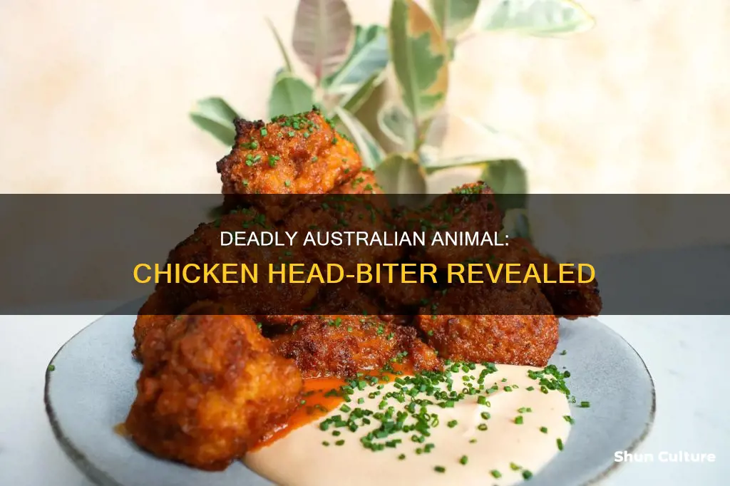 what animal bites heads off chickens australia