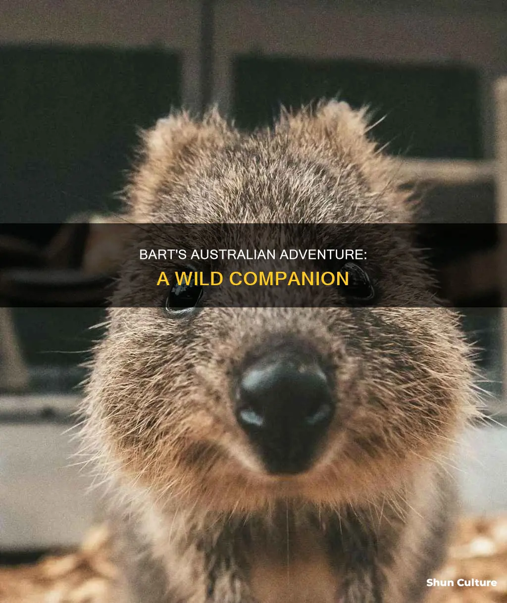 what animal did bart take to australia