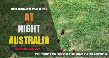 Yard Holes: Nocturnal Diggers in Australia