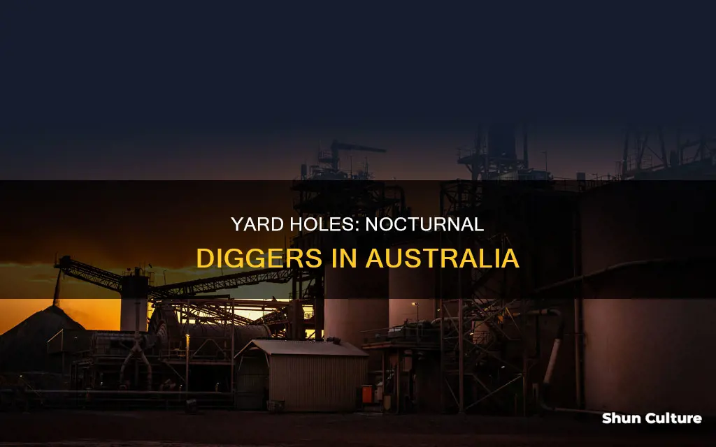 what animal digs holes in yard at night australia