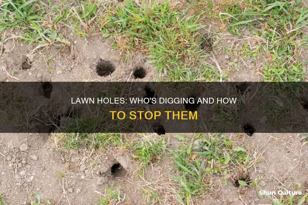 what animal digs small holes in lawn australia