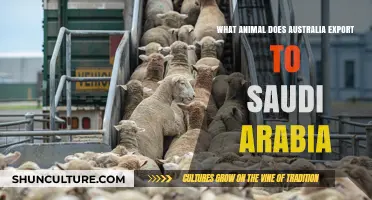 Camel Trade: Australia's Export to Saudi Arabia