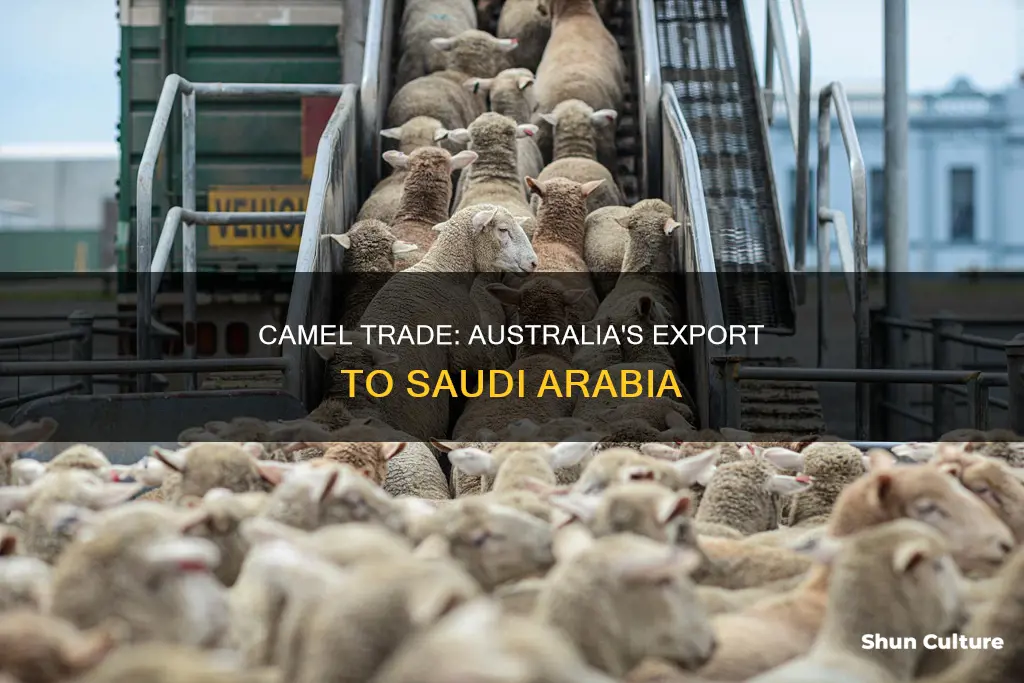what animal does australia export to saudi arabia