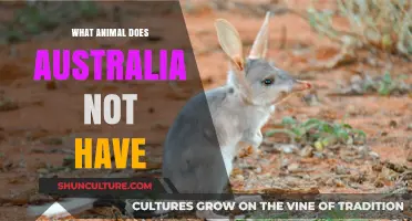 Australia's Missing Wildlife: Unique Animals Absent Down Under