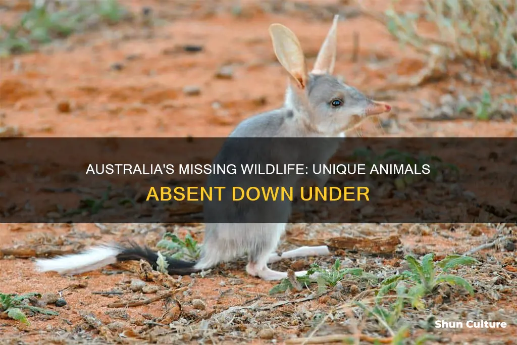 what animal does australia not have