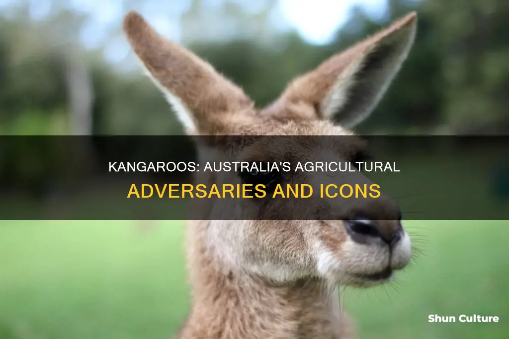 what animal dominates australia agriculture