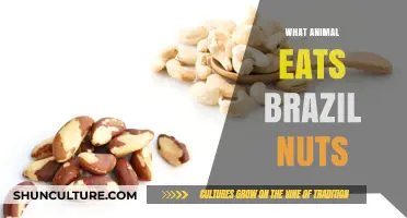 Discovering the Wildlife: Which Animals Feast on Brazil Nuts?