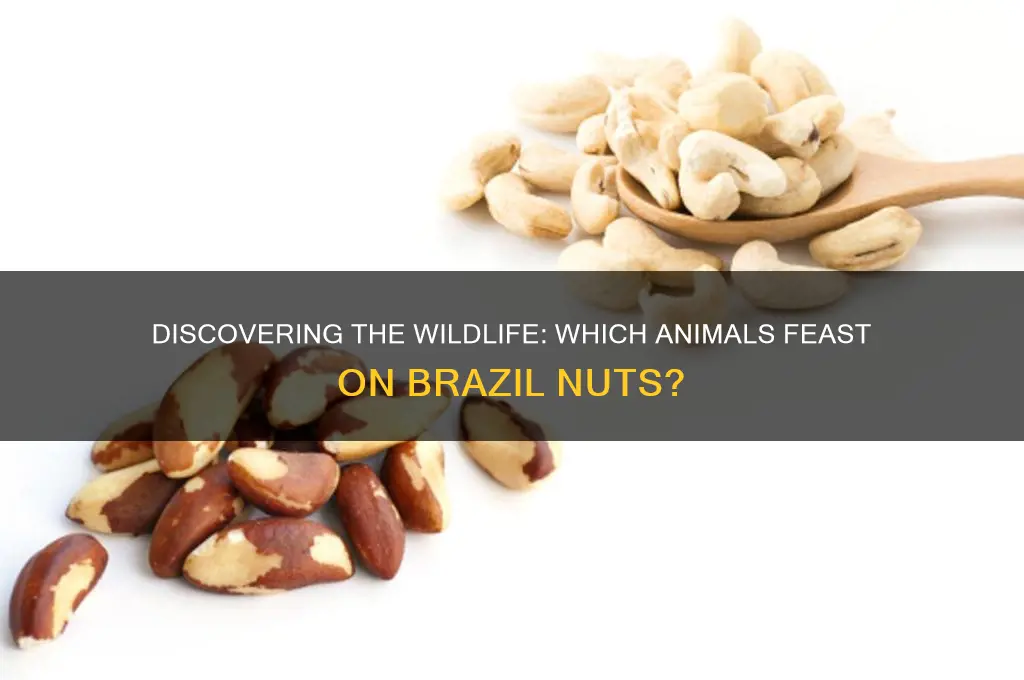 what animal eats brazil nuts