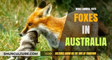 Fox Predators in Australia: Who's Hunting?