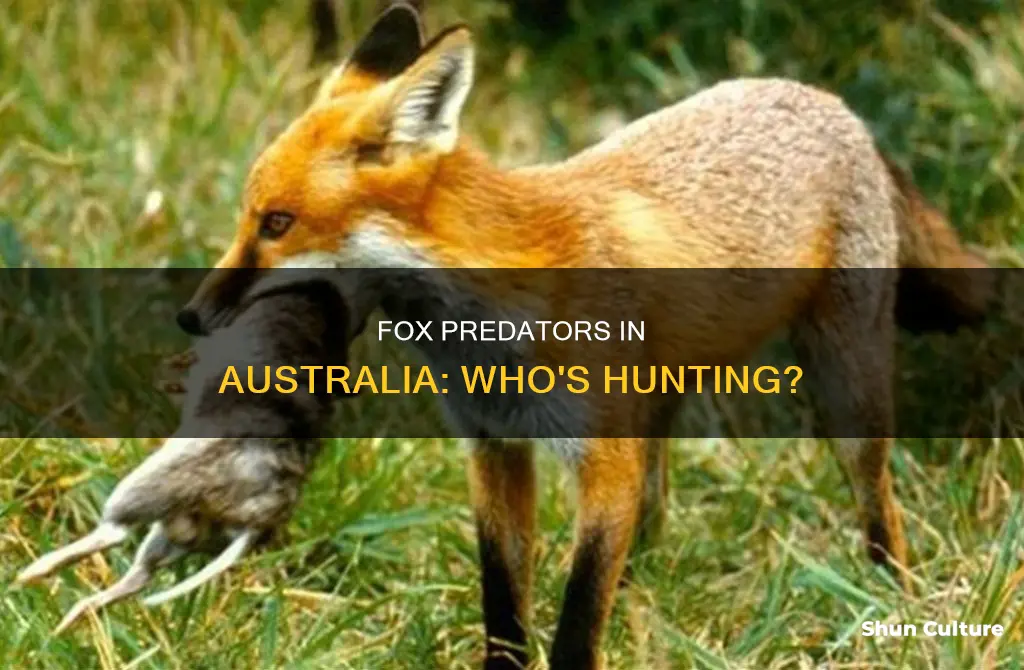 what animal eats foxes in australia