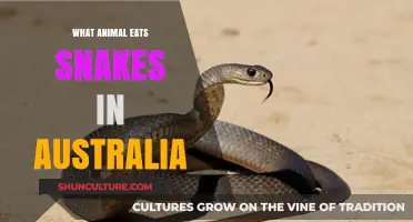 Deadly Snake Eaters of Australia