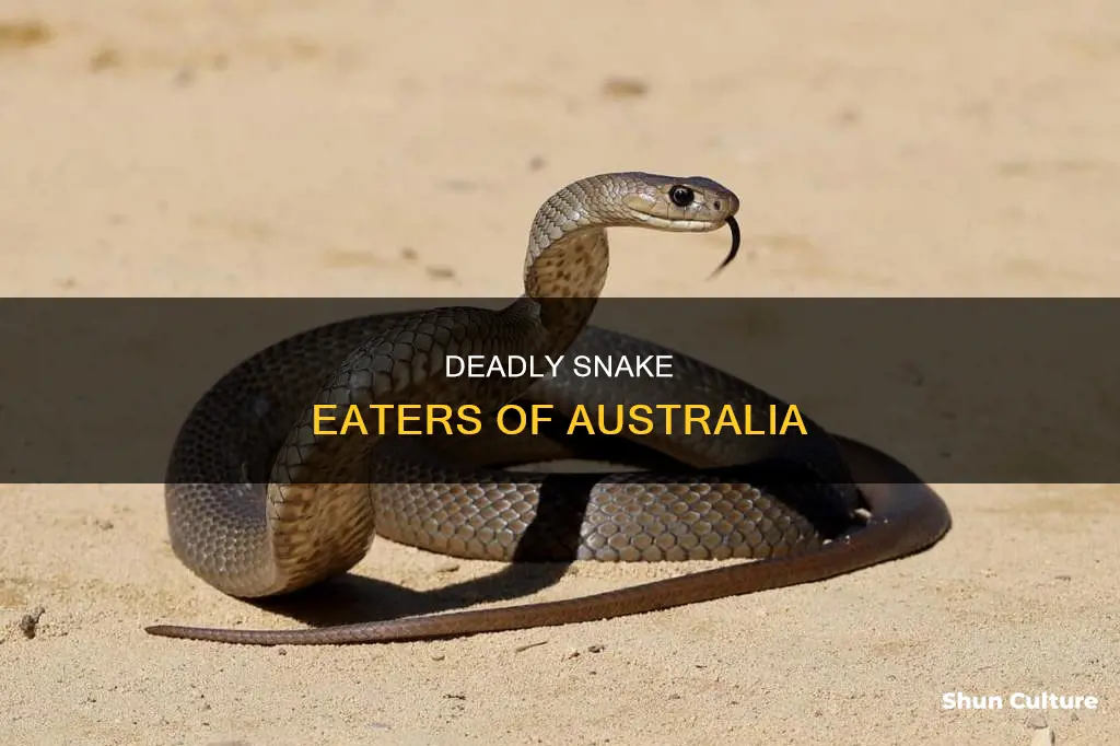 what animal eats snakes in australia