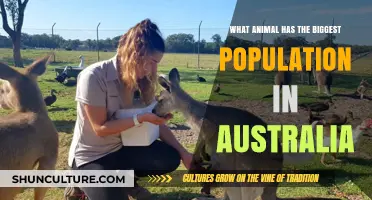 Exploring Australia's Most Populous Animal: An In-Depth Analysis