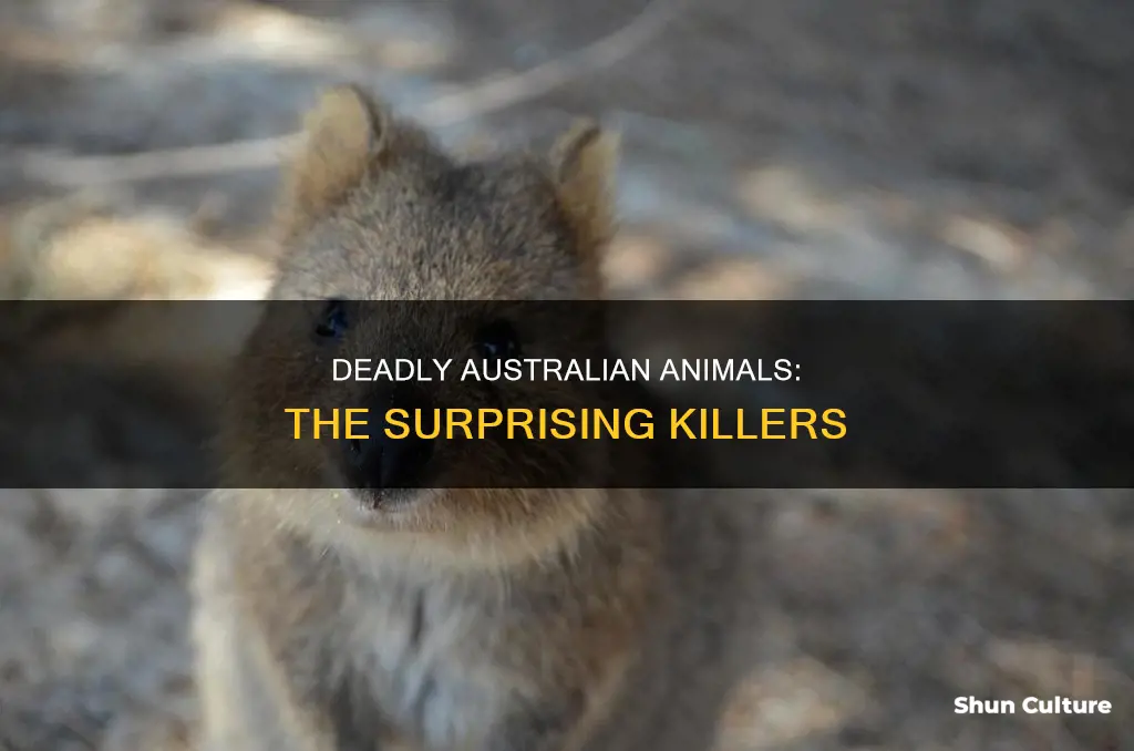 what animal in australia kills the most people