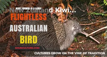Big Birds Down Under: Australia's Flightless Wonders