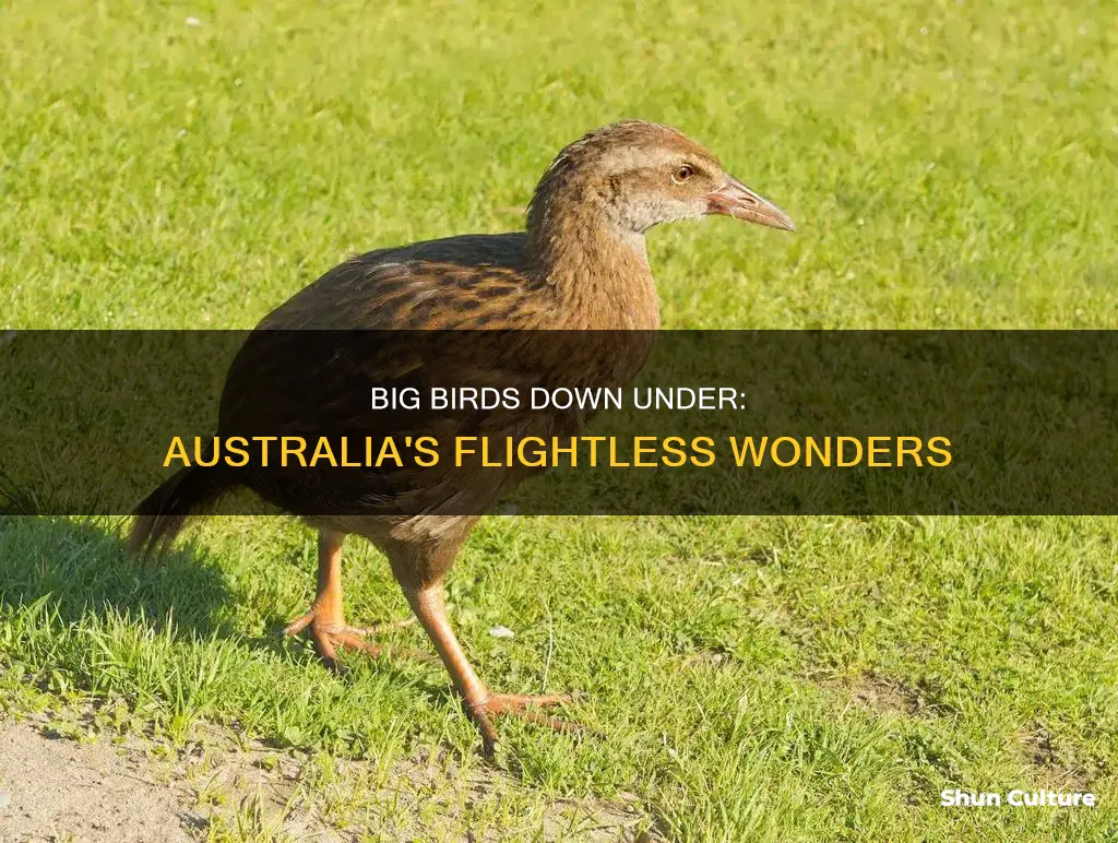 what animal is a large flightless australian bird