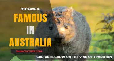 Iconic Australian Wildlife: Animals that Make Australia Unique