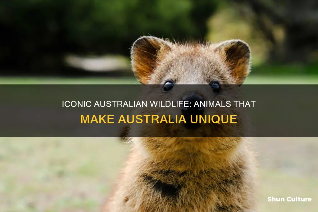 what animal is famous in australia