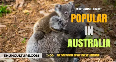 Australia's Most Beloved Animal Companion