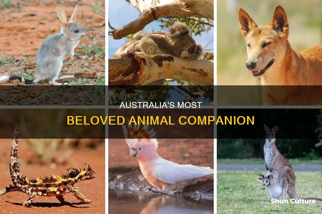 what animal is most popular in australia