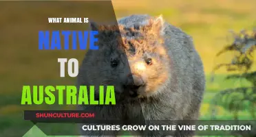 Aussie Wildlife: Animals That Call Australia Home