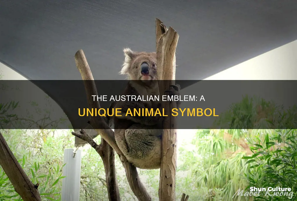 what animal is the national symbol of australia