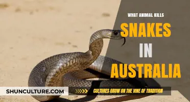 Deadly Snake Killers in Australia