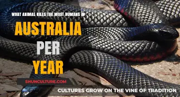 Australia's Deadliest: Which Animal Claims the Most Lives Annually?