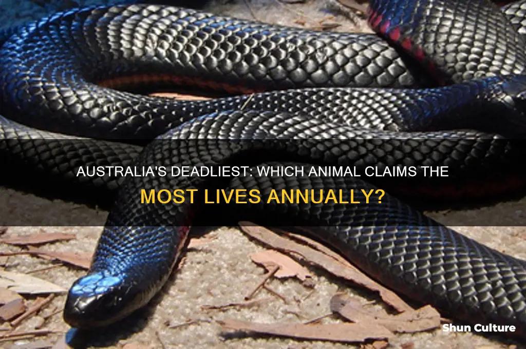 what animal kills the most humans in australia per year